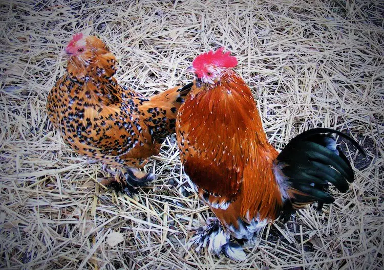 Gallo y gallina Barbu D'Uccle