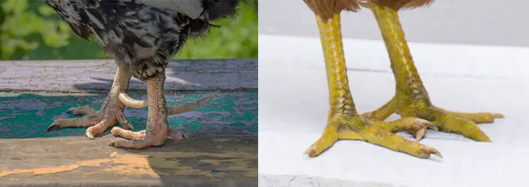 Patas de Gallo y Gallina