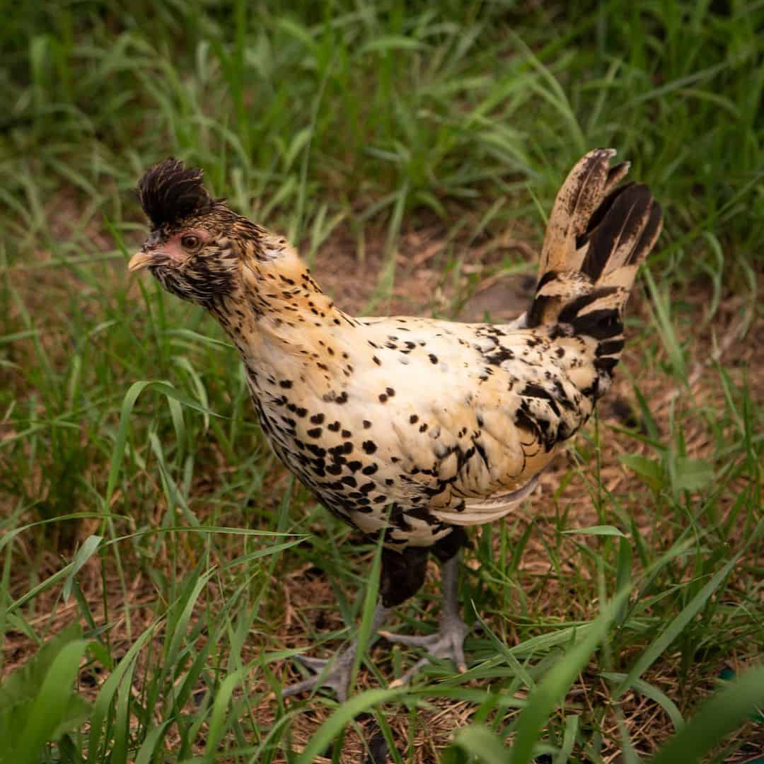gallinas brabanteras