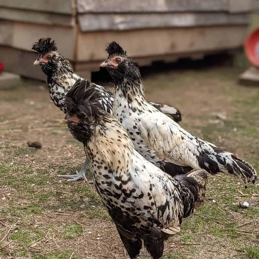 pollo brabante