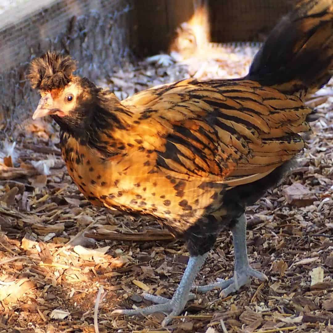 pollos brabanteros