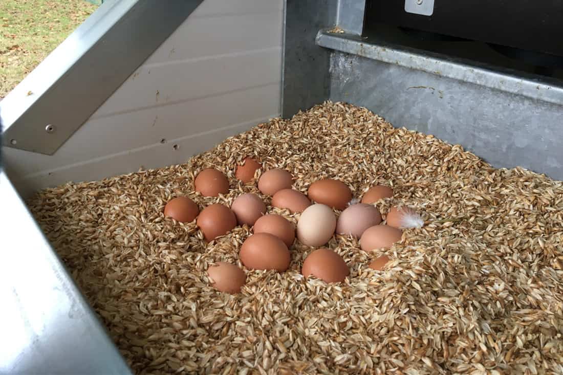 ¿las gallinas necesitan un gallo para poner huevos?