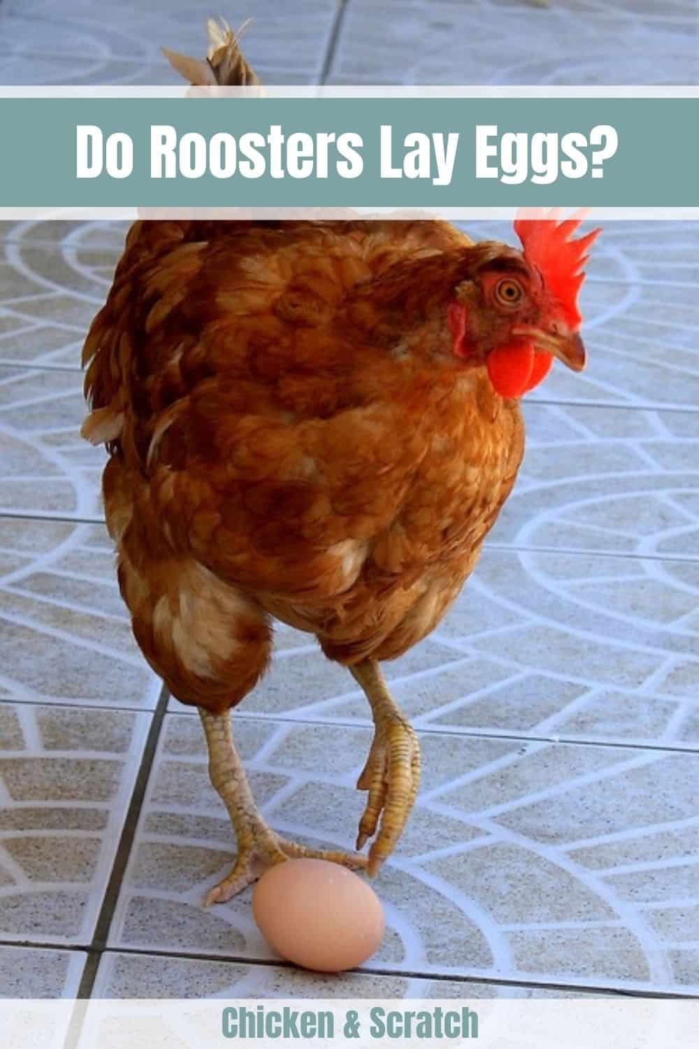los gallos pueden poner huevos