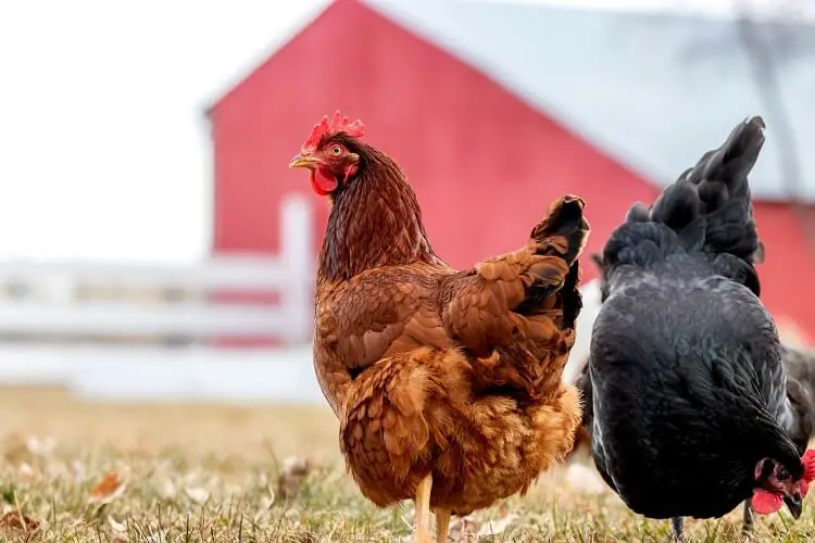 Gallina roja de Rhode Island