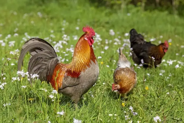 pollitos en primavera