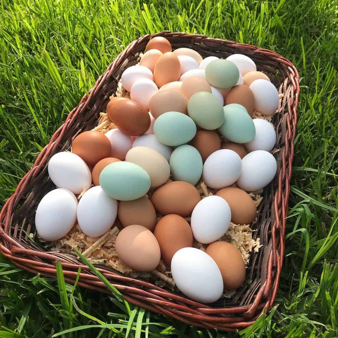 huevos de gallina de colores