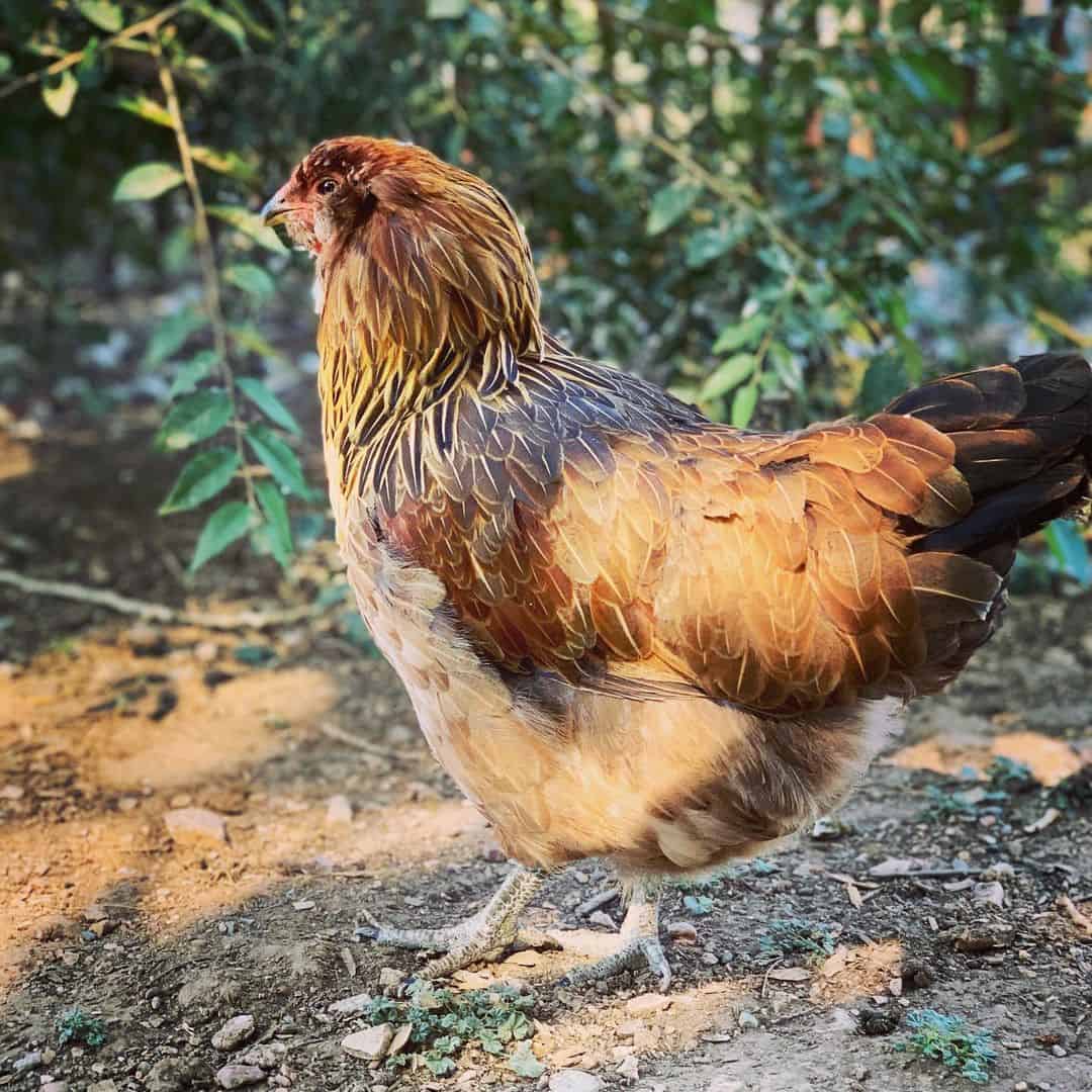 gallinas que ponen huevos verdes