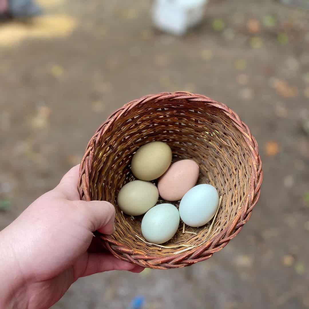 huevos de colores