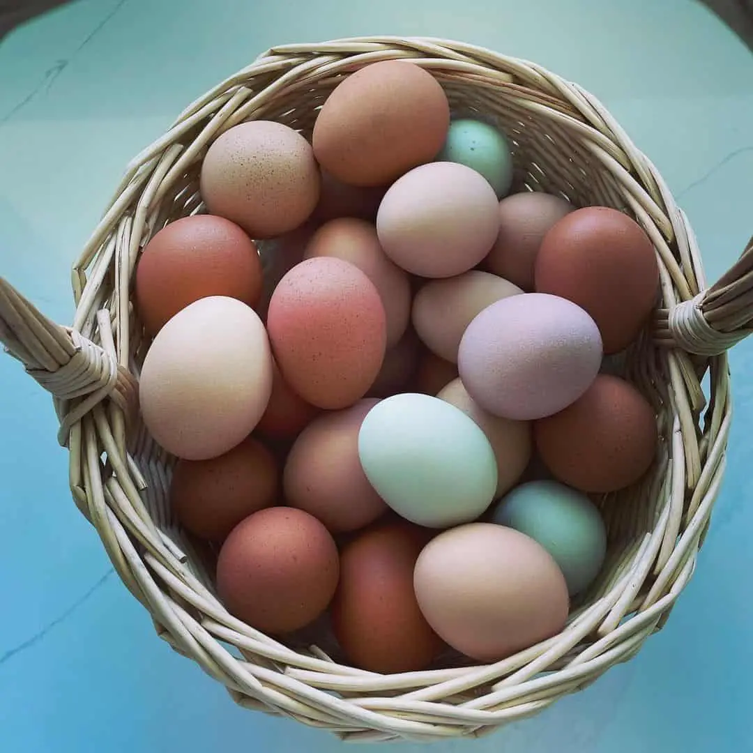 huevos de gallina de diferentes colores