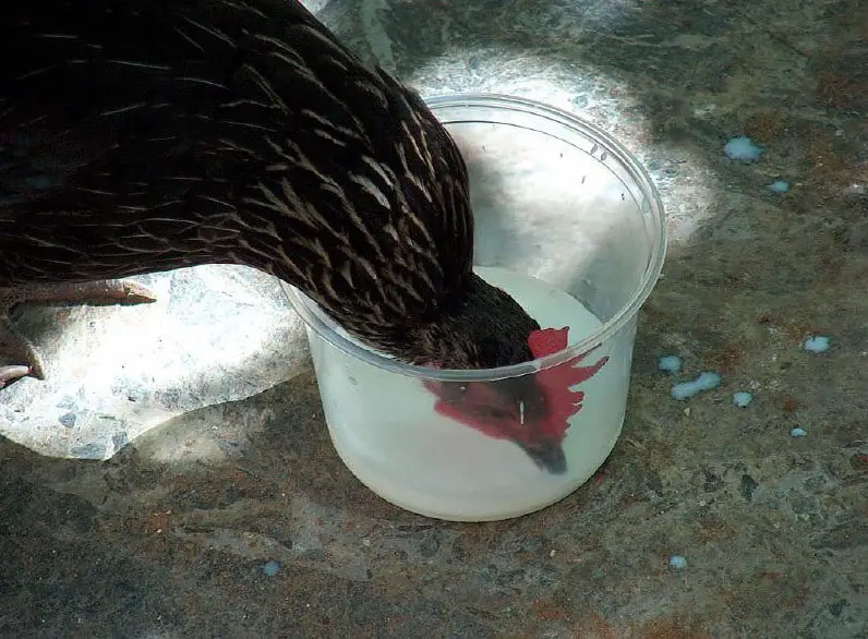 las gallinas tienen leche