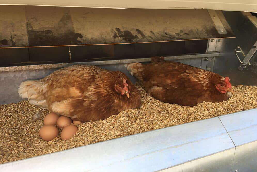 pollos con huevos