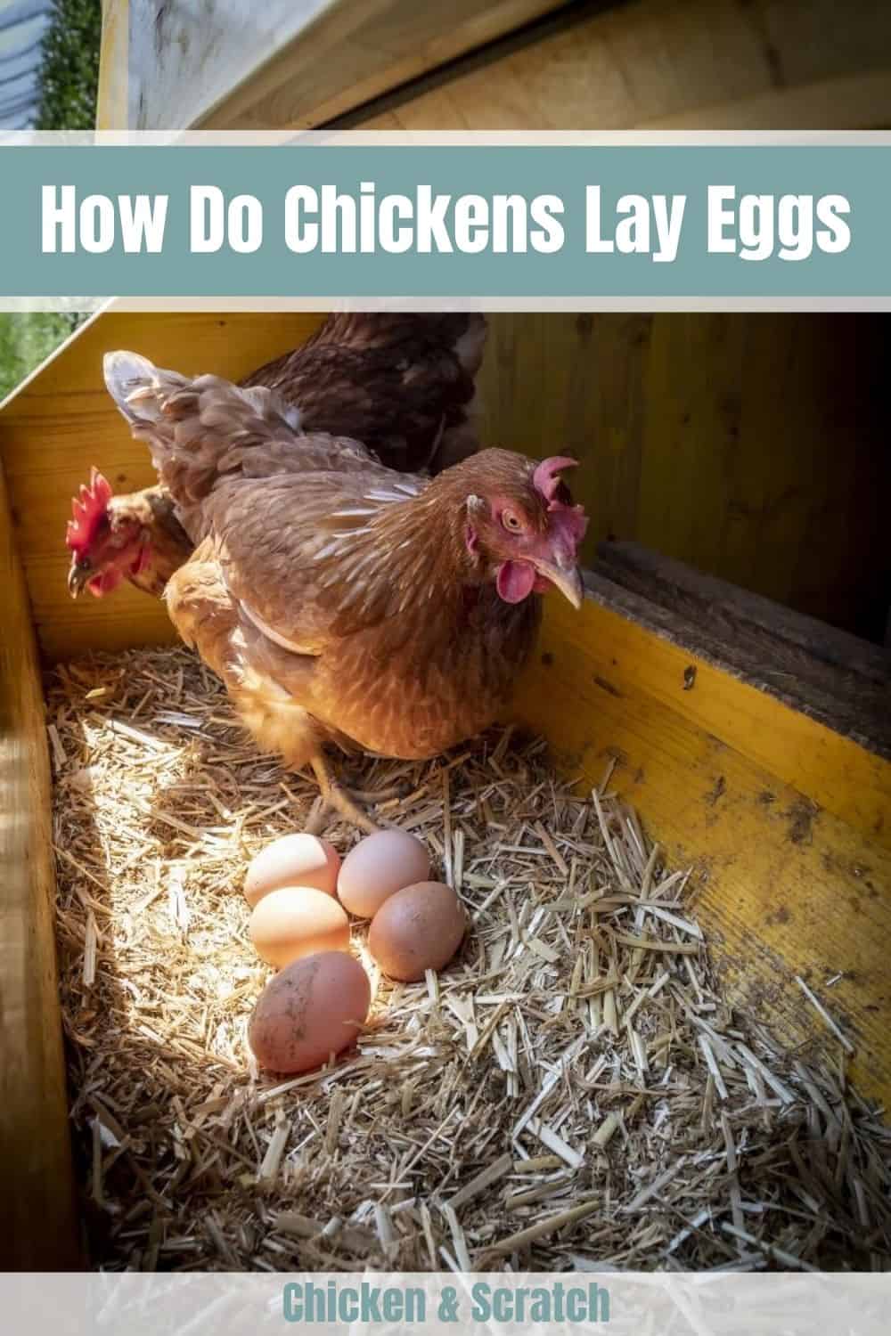 como hace una gallina un huevo