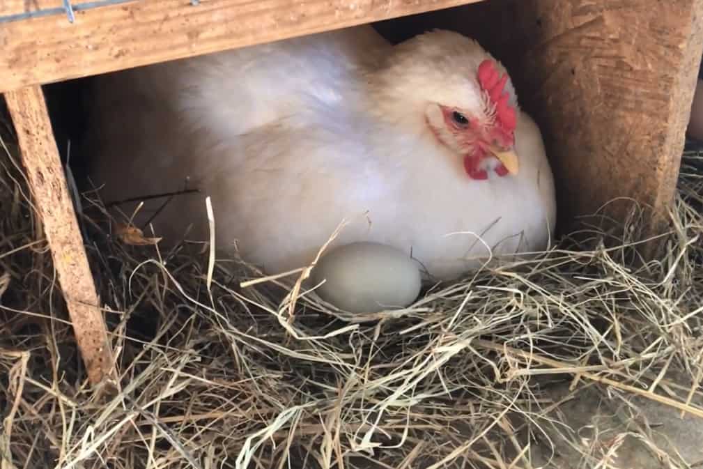 como pone huevos la gallina