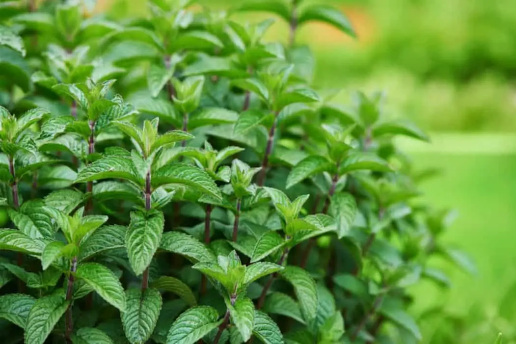 ¿Pueden los pollos comer plantas de menta?