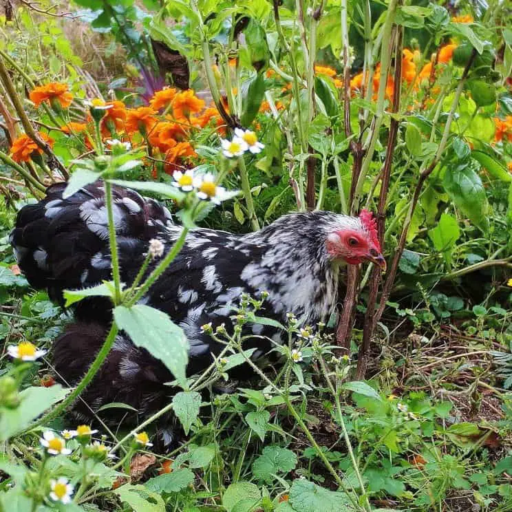 menta para la cooperativa