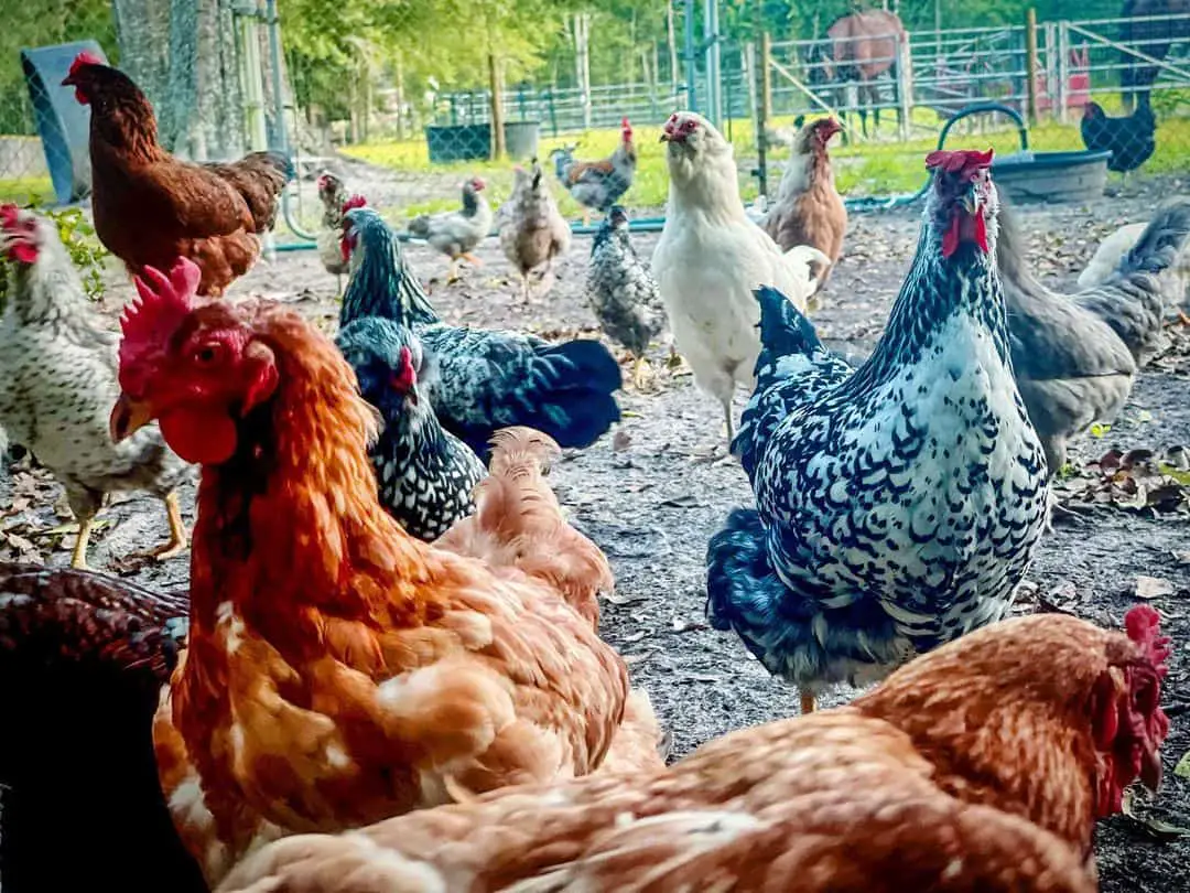 Elegir una raza de pollo