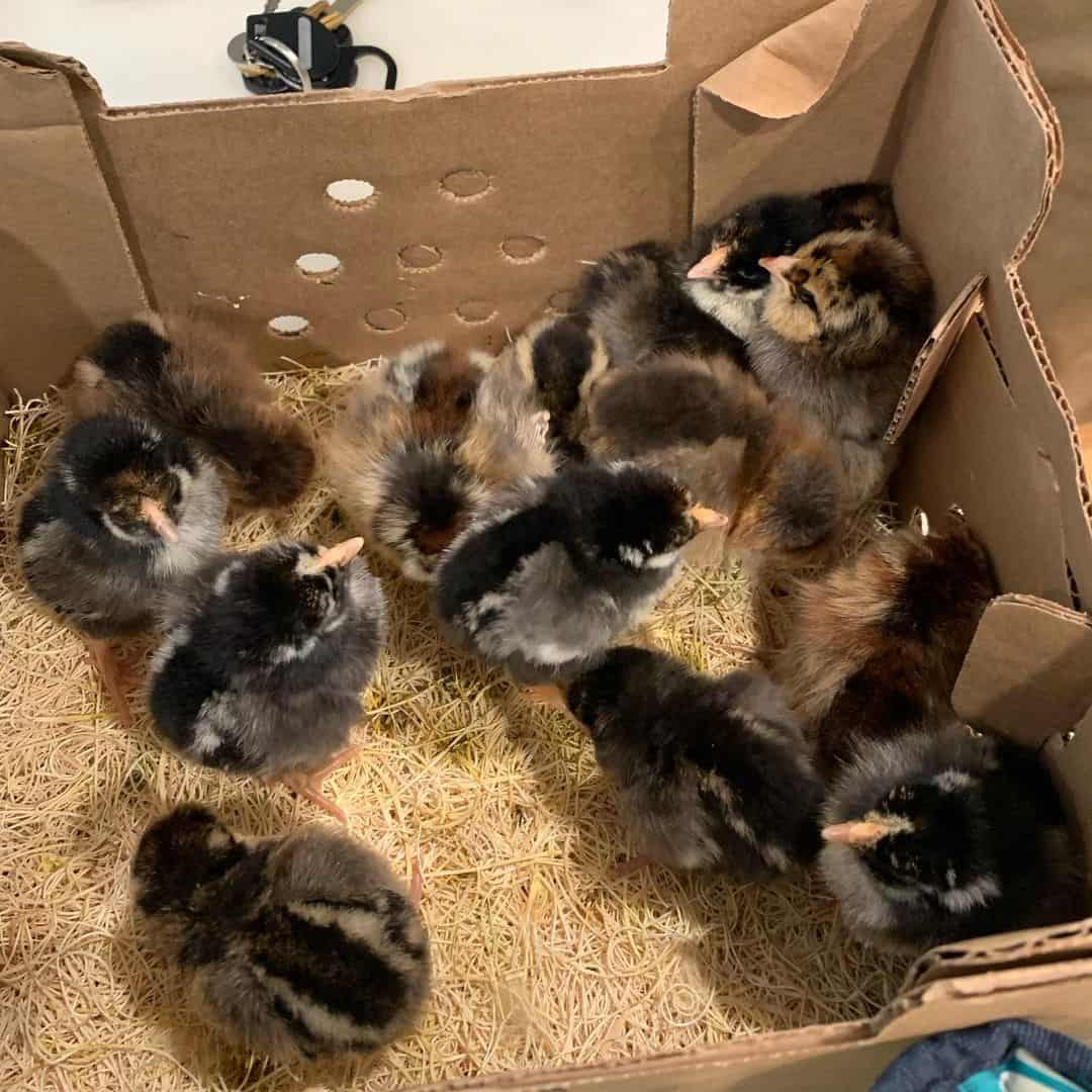 corrida recta vs pollita