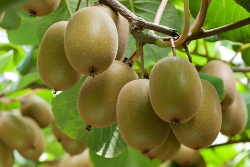 ¿los pollos pueden comer fruta?