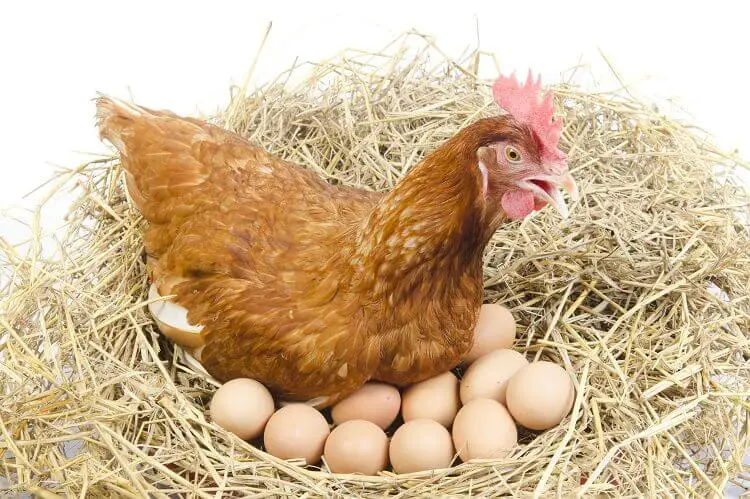 Pollo Sentado Sobre Huevos