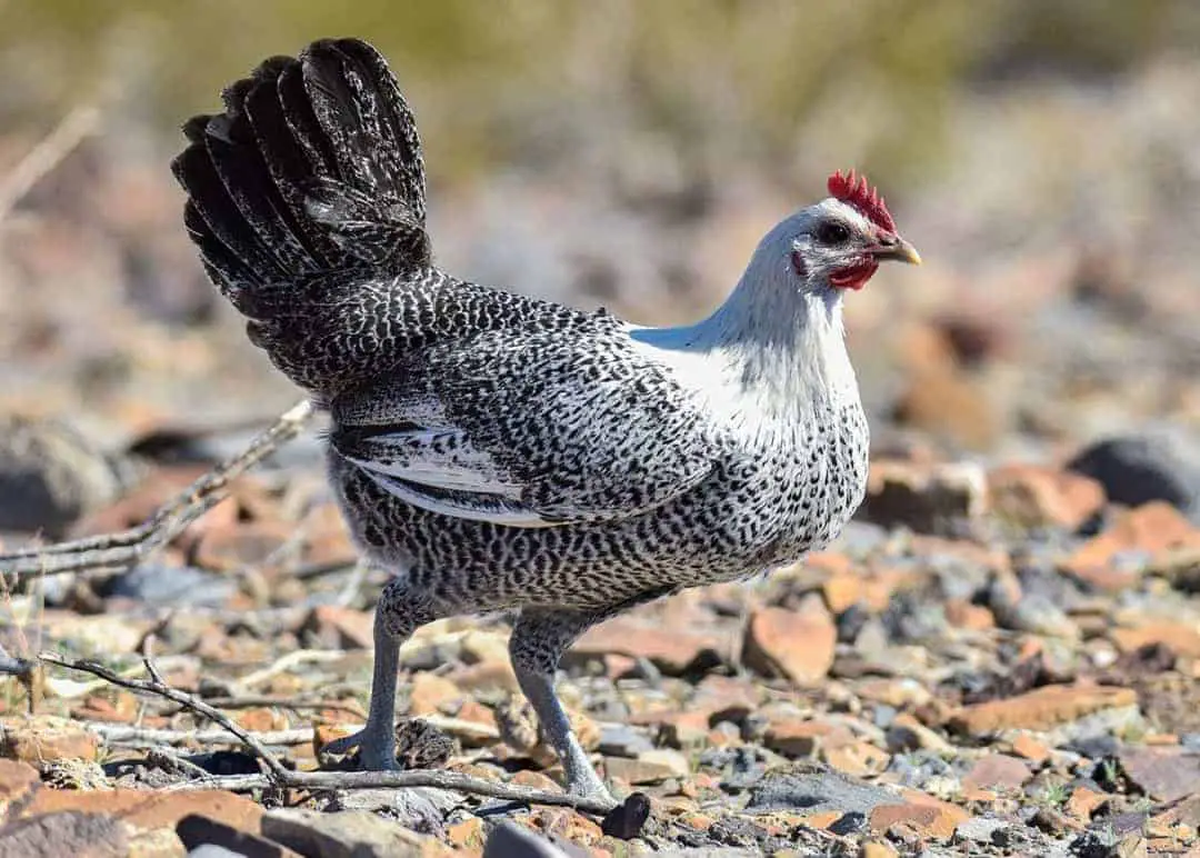 Pollo Fayoumi Egipcio