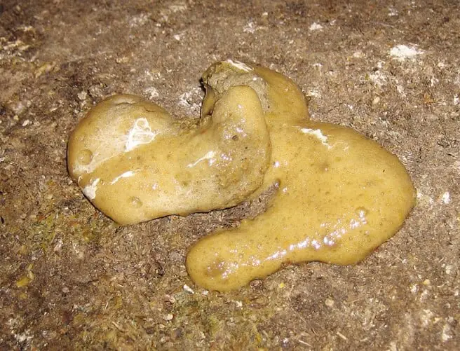 Excrementos amarillentos de pollo