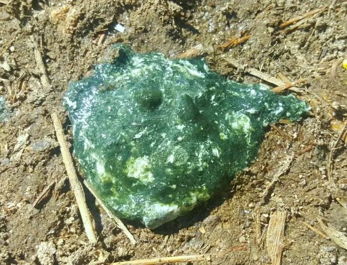 excrementos verdes de pollo