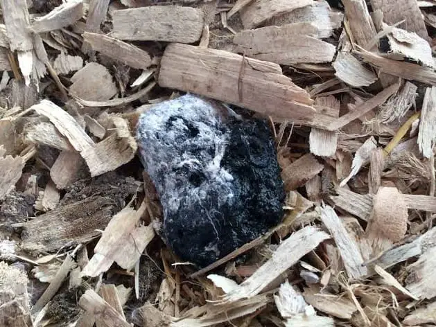 excrementos negros de pollo