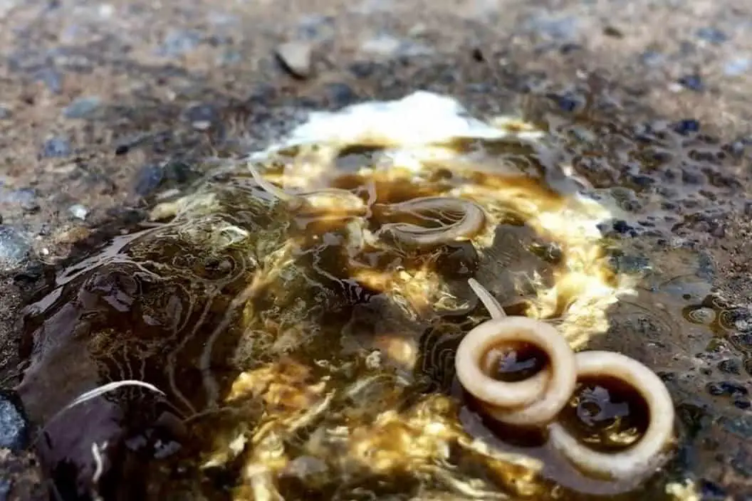 caca de gusano de pollo