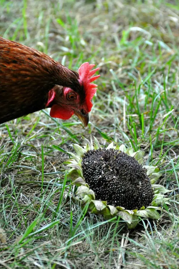 alimentación de pollos con semillas de girasol