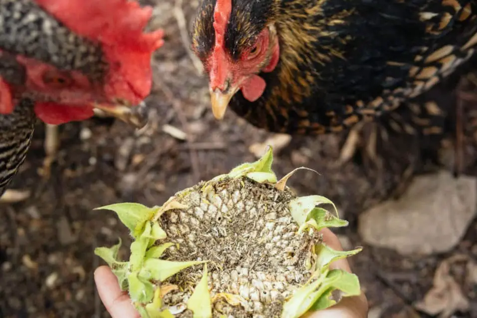 las gallinas comen semillas de girasol