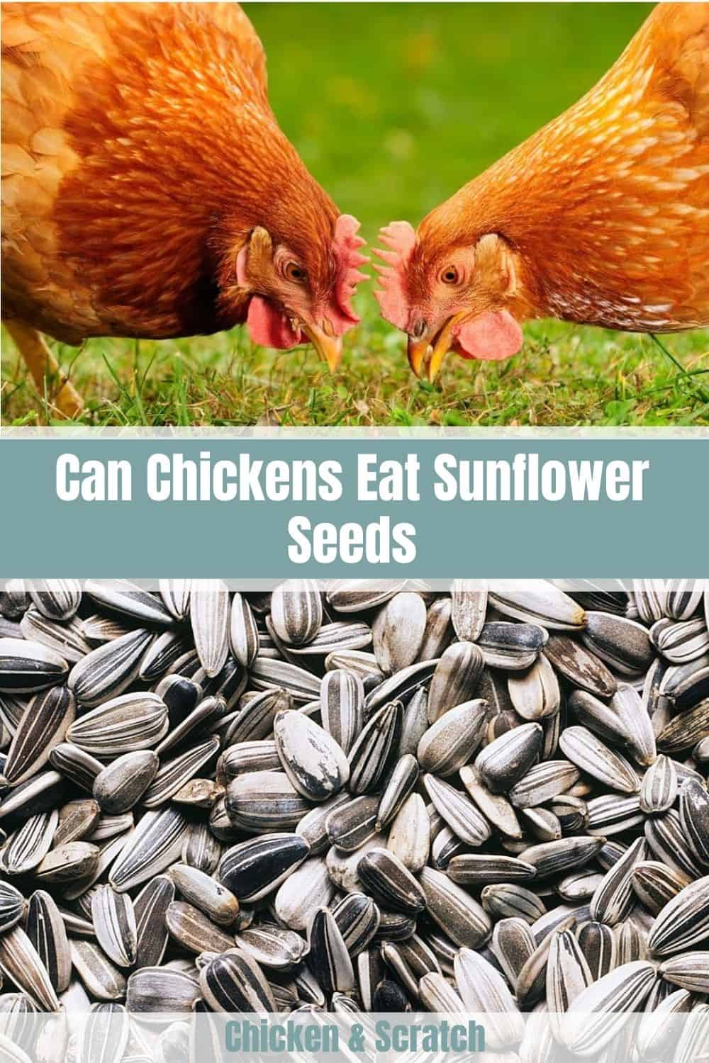 las gallinas comen semillas de girasol
