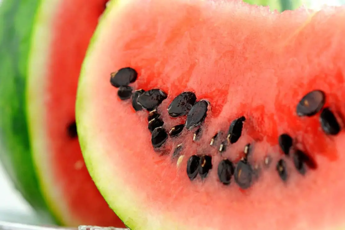 las gallinas comen semillas