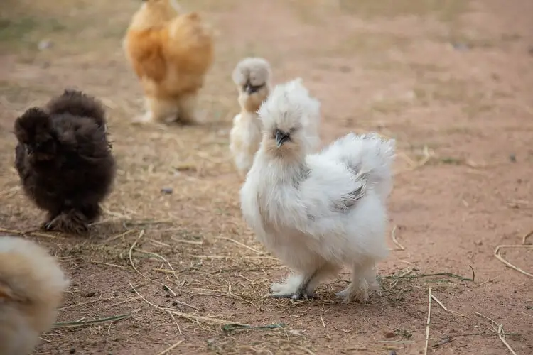 Pollos Bantam Silkie