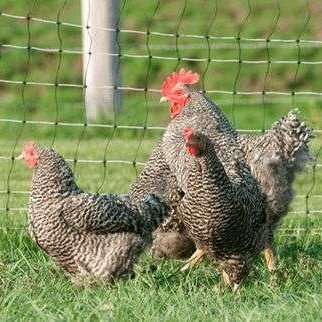 ¿Las zarigüeyas comen pollos?