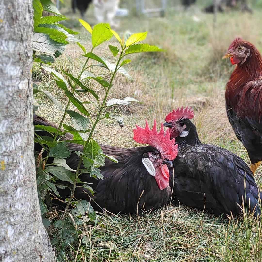 pollos a la barbacoa