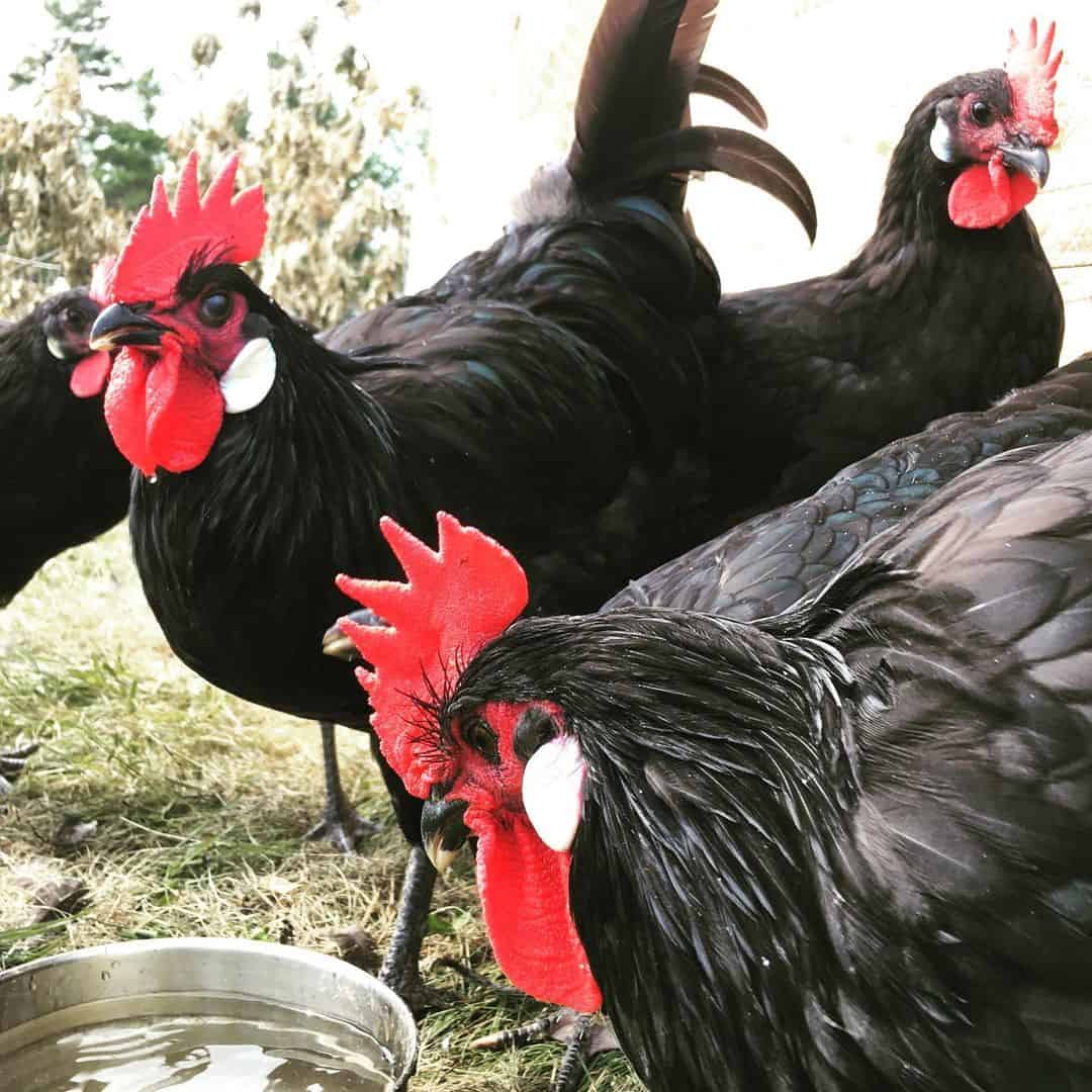 Criando Pollo Barbezieux