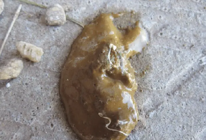 Excrementos marrones que moquean pollo