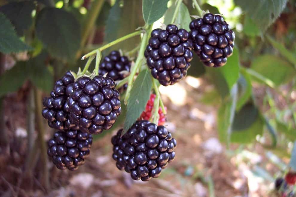 ¿Pueden los pollos comer semillas de mora?