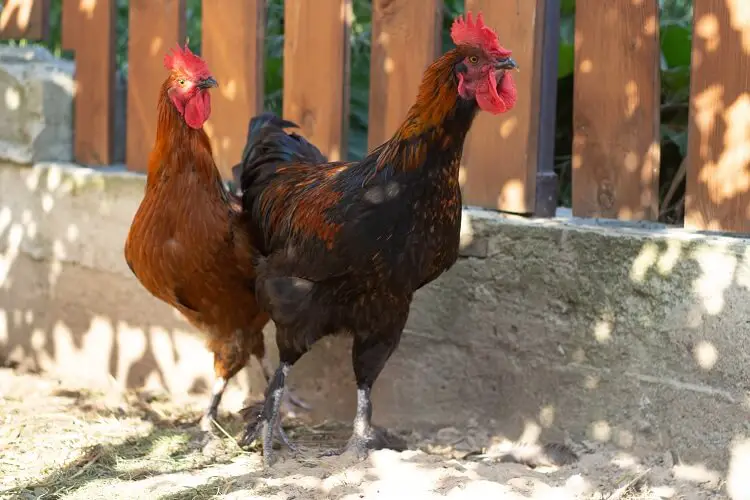 Marans de cobre negro francés