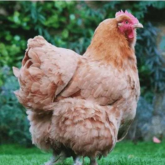 pollos de traspatio