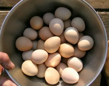 huevos de gallina de guinea 