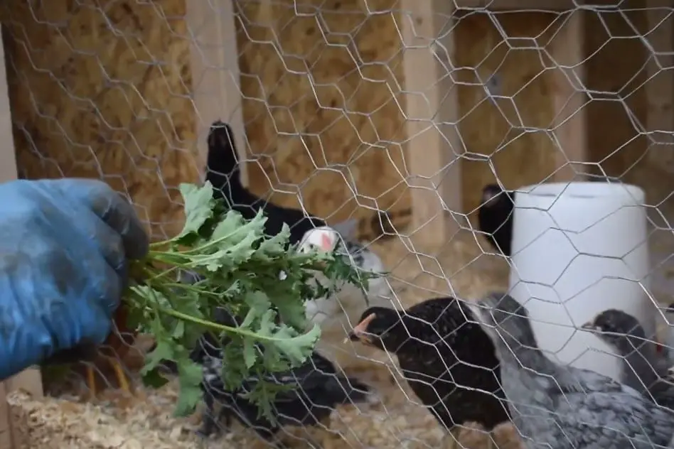 col rizada para pollos