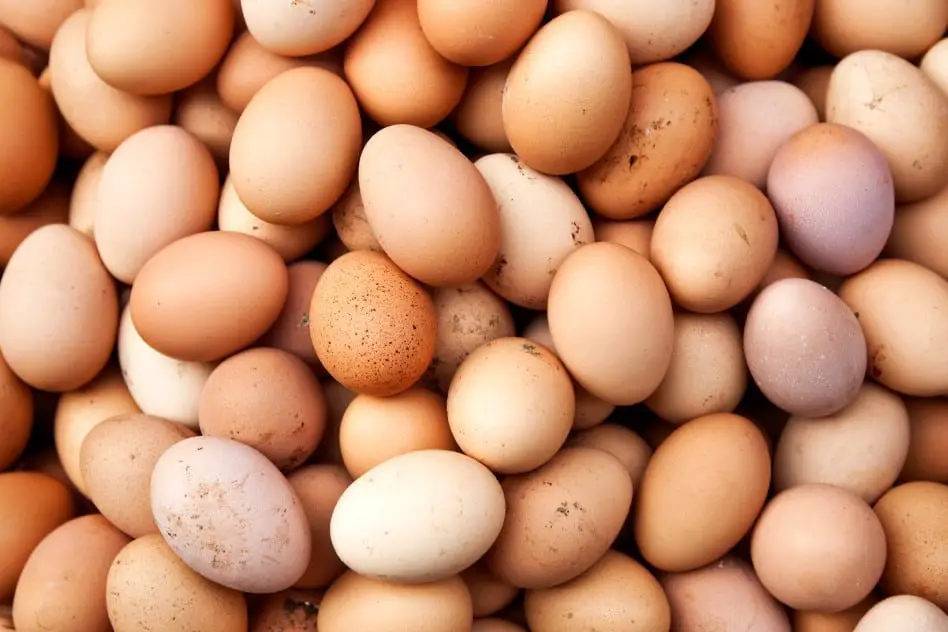 Puesta de huevos de gallinas Ixworth