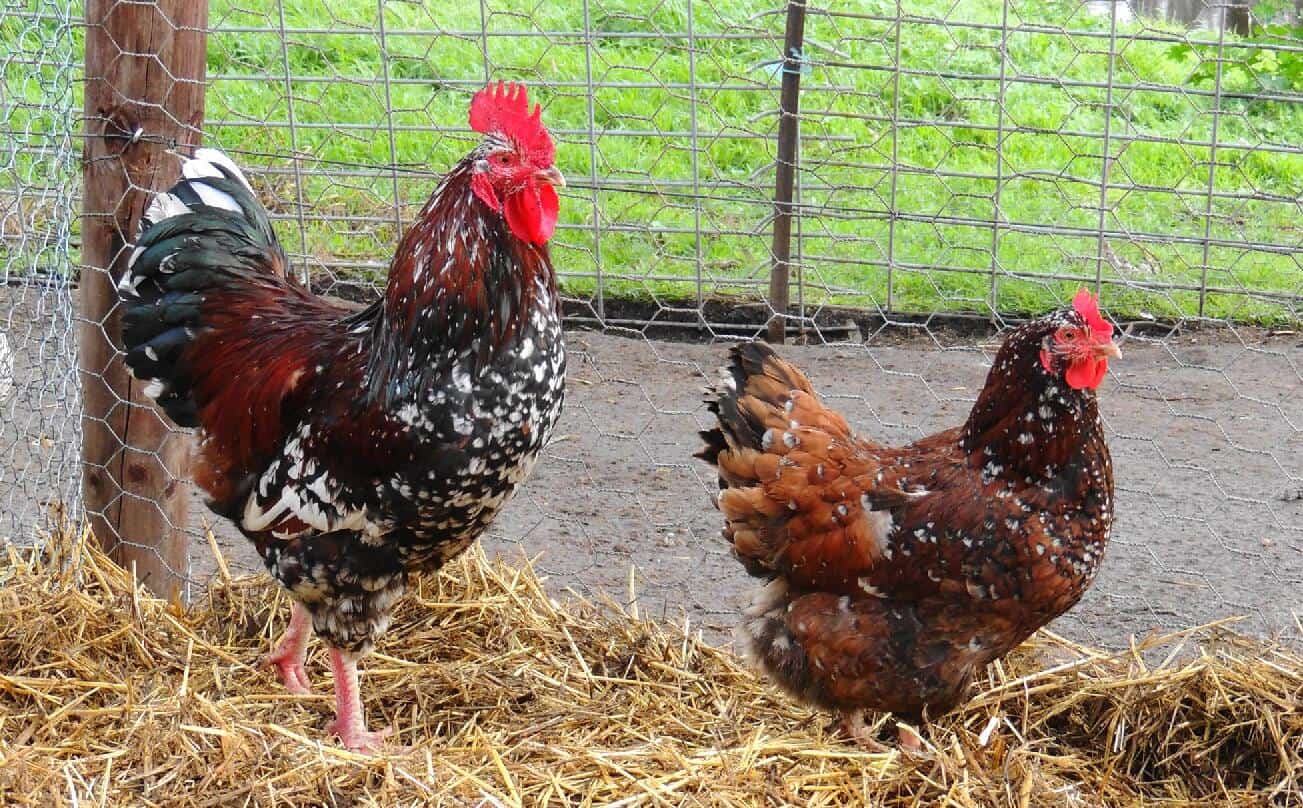 Por qué tener gallos