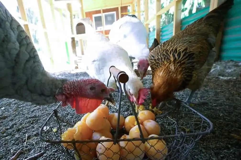 las gallinas pueden comer ciruelas