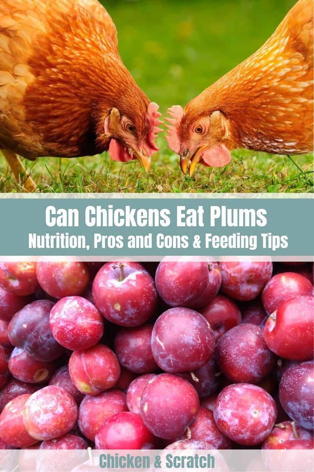 el pollo puede comer ciruelas