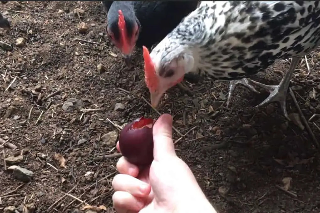 ¿Pueden los pollos comer ciruela?