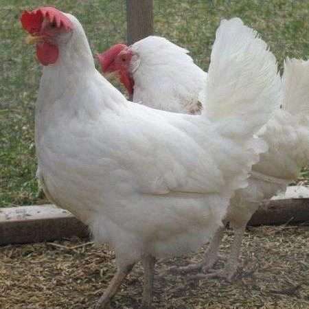 Raza de pollo Leghorn blanco