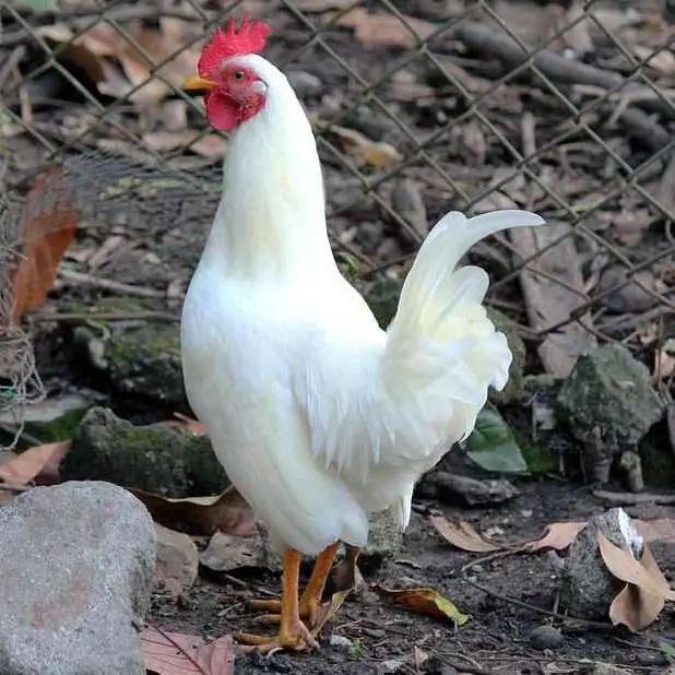 Leghorn blanca