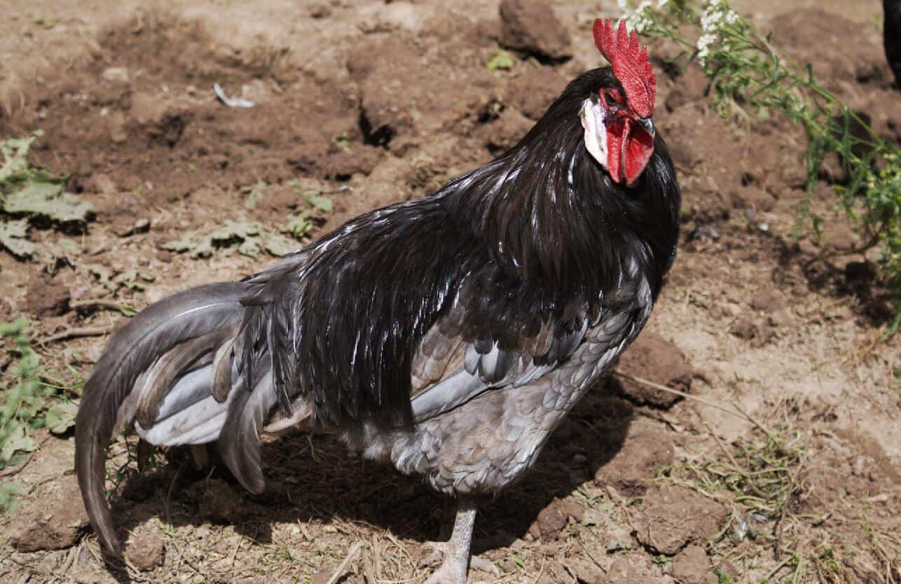 esperanza de vida de un gallo